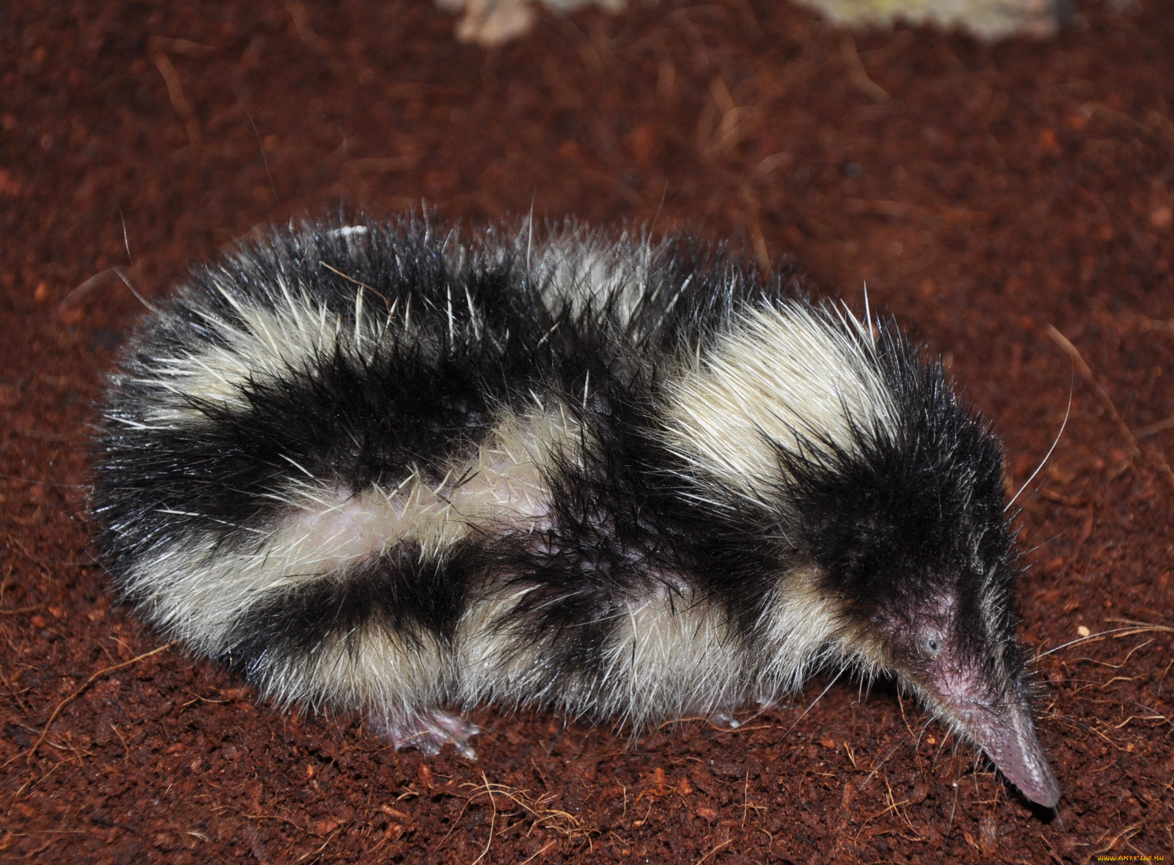 tenrec madagascar, , , tenrec, madagascar, , , , , 